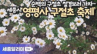 순백의 구절초 절경보러 가자~ 세종시 영평사 구절초 축제