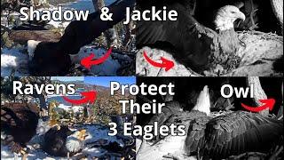 Jackie& ShadowProtectTheir Eaglets From Ravens, a Great Horned Owl & FionaTheFlyingSquirrel️