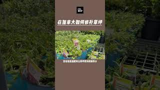 在加拿大如何修补草坪 #加拿大 #熱門 #温尼伯