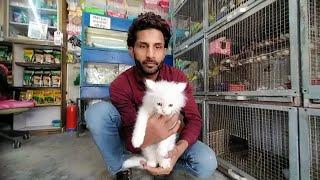 cheapest pet shop in delhi ||  seemapuri pet shop || #petshop #petsaddicted