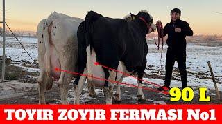 TOYIR ZOYIR FERMASI No1 GIGANT 90 LITRGA SIGIRLA SOTILADI JUPIGA MASHAOLLOH