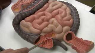 Digestive System