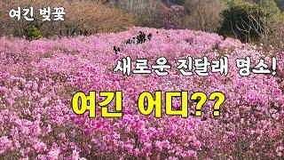 비슬산 보다 빠르다~ 대구 와룡산 진달래군락지 100%개화!! 주차장에서 10분이면 OK~