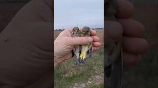 Обзор пара ЗЕЛЕНУШКА  Chloris chloris greenfinch bird