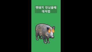 멧돼지 만났을때 살아남는 방법