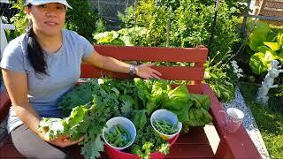 ORGANIC SPRING GARDEN HARVEST | GARDENING CANADA #gardening #garden #gardeningideas #harvest #plant