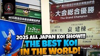 ALL JAPAN KOI SHOW 2025! DAINICHI SHOWA CROWNED!