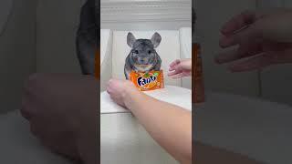 Want a Fanta?   #soda #cute #animals