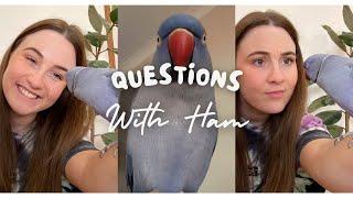 Questions With Ham!