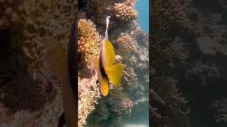 Red Sea Bannerfish