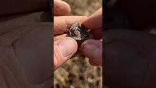 1,900-Year-Old Roman Silver Found in Scotland!