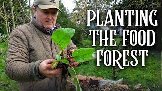 Planting Up the Food Forest | Which Foods Are Best?