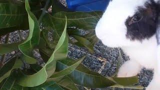 RABBITS EATING SALTED LEAVES