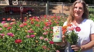 How To Grow Big, Beautiful Zinnias From Seed