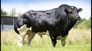 MODERN HIGH-TECH COW FARMING-AMAZING GOAT FARM-MODERN TECHNOLOGY LIVESTOCK EQUIPMENT- DAIRY FARMING