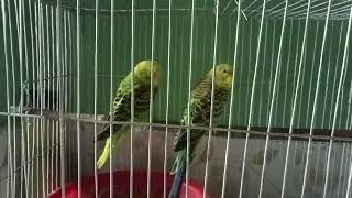 Savar House Birds 2022|MSNationaL TV