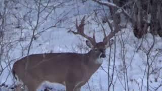 200" Canadian Whitetail