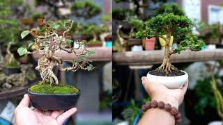 60+ INSPIRASI BONSAI SMALL | part 5