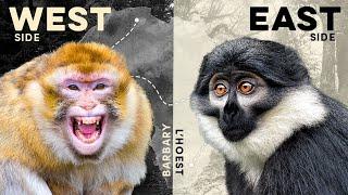 13 Most Captivating African Monkey Species (Epic Road Trip!)