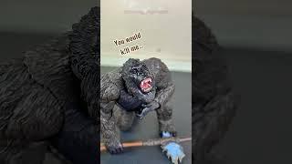 What would you do for a snickers bar?  #shmonsterarts #godzilla #godzillameme #kong