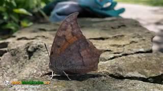 Goatweed Leafwing Butterfly