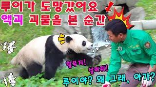 에버랜드 판다월드  태어나서 처음으로, 루이바오 가 액괴를 보고 깜짝 놀라 도망갔어요!!!  할부지는 루이를 안심시키기 위해 바로 달려오셨어 