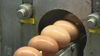 Bird Flu causing egg prices to rise