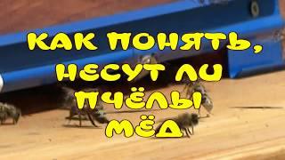 КАК ПОНЯТЬ, НЕСУТ ЛИ ПЧЁЛЫ МЁД