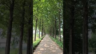공주 메타세콰이어길, Gongju Metasequoia Road
