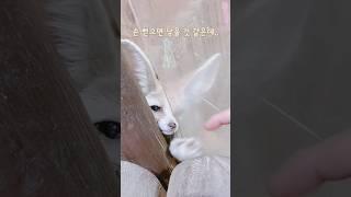 사람이 궁금해 귀여운 사막여우