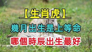 【生肖虎】屬虎人幾月出生是上等命？哪個時辰出生最好？一生非富即貴！