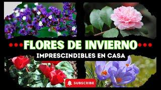 Flores de Invierno que Deberías Tener en Casa  | Cuidados y Curiosidades de la Camelia  y Más