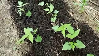 Spreading Compost | Rejuvenating My Garden Beds With Homemade Compost