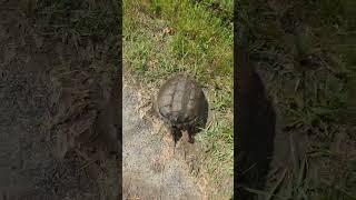 #snapper #turtle #snappingturtle #snapperturtle