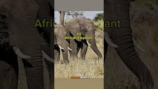 The 4 Bravest Animals in the World#animalshorts #animalfacts #facts #brave
