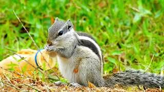 Eating habit of squirrel