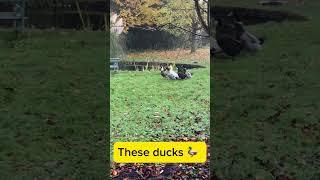 THESE DUCKS ARE UP TO SOMETHING 