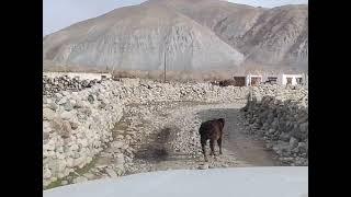 village chushul changthang on way to hanle from ma'am merak۔near to china️PLZ LIKE AND SUBSCRBE️