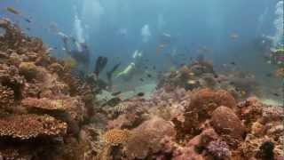 Southern Leyte - Savedra Dive Safari