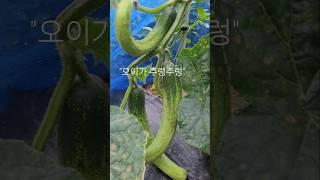 #새벽 주말농장의 오이가 주렁주렁 #호박도 크기 시작
