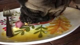 Pig the pug helping with dishes