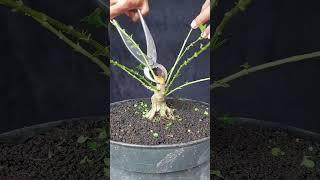 BONSAI SANCANG MAME PRUNING |INSPIRASI BONSAI