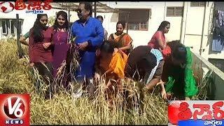 Roof Farming : Hyderabadi Cultivates Wheat On Terrace At Neredmet | Teenmaar News | V6 News