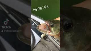 This is bad  #bassfishing #fishing #foryou #fyp