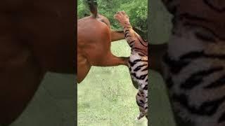 https://youtube.com/shorts/vqQzM90S28U?si=J-Mow92BRd5HRBRo TIGER ATTACK ON A BABY HORSE#tiger #