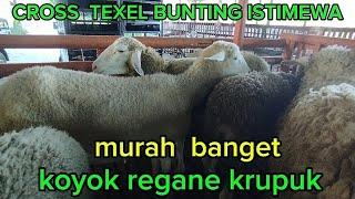 JUAL OBRAL MURAH SAJA CUKUP  850 RIBU BAKALAN BETINA SIAP BRE DING WA 085735288008 zaenal arif