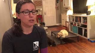 Why Crate Your Dog?