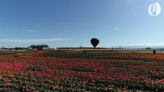 Oregon's Wooden Shoe tulip festival as seen by drone