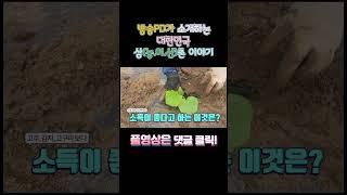 1000평 1400만원 소득작물 #shorts