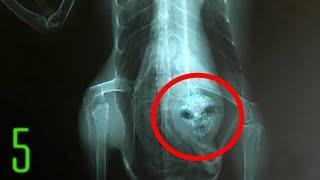 5 Most Terrifying Alien Experiments on Humans